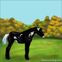 Horse Color:Watercolor White Spotted Bay Ice Splash Tobiano