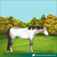 Horse Color:Brown Dun Frame