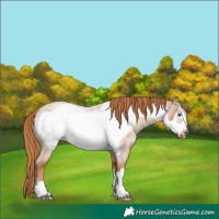 Horse Color:Red Roan Frame