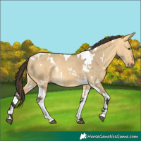 Horse Color:White Spotted Buckskin Dun Tobiano 