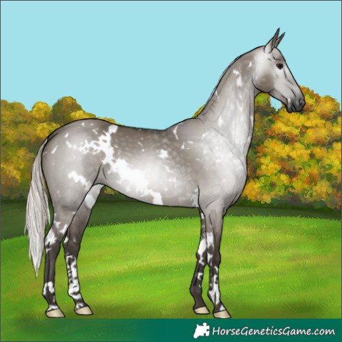 Horse Color:Gray White Spotted Silver Grullo