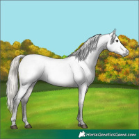 Horse Color:Gray Silver Brown Ice Roan Dun 