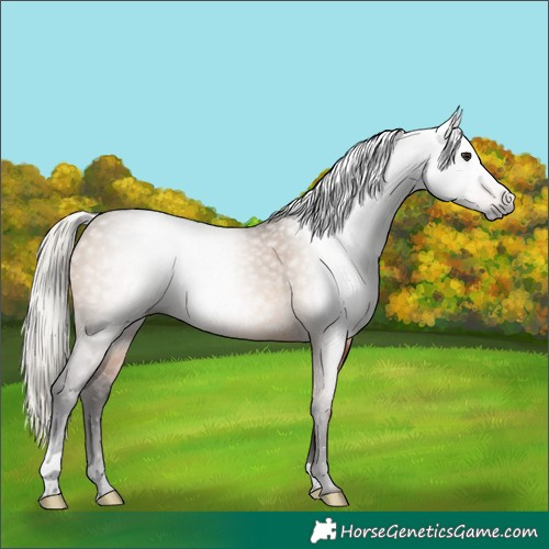 Horse Color:Gray Silver Bay Dun 