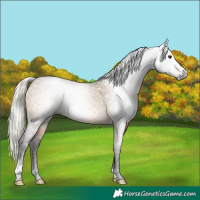 Horse Color:Gray Silver Bay Dun