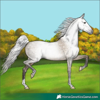 Horse Color:Gray Silver Grullo 
