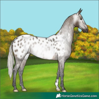 Horse Color:Gray Silver Brown Dun Appaloosa 