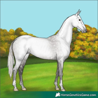 Horse Color:Gray Silver Grullo Ice 