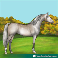 Horse Color:Gray Silver Brown Dun 