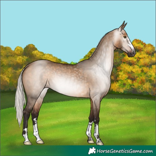 Horse Color:Gray Silver Bay Dun Rabicano 