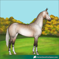 Horse Color:Gray Silver Bay Dun Rabicano 