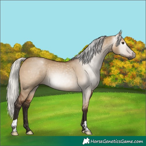 Horse Color:Gray Silver Bay Dun 