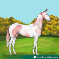 Horse Color:Gray Watercolor Chestnut Splash Tobiano 