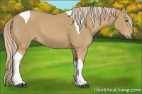 Horse Color:Palomino Tobiano 