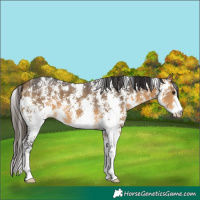 Horse Color:Buckskin Sabino 