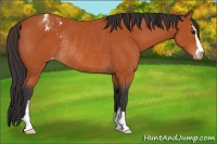 Horse Color:Bay Sabino Appaloosa Rabicano 