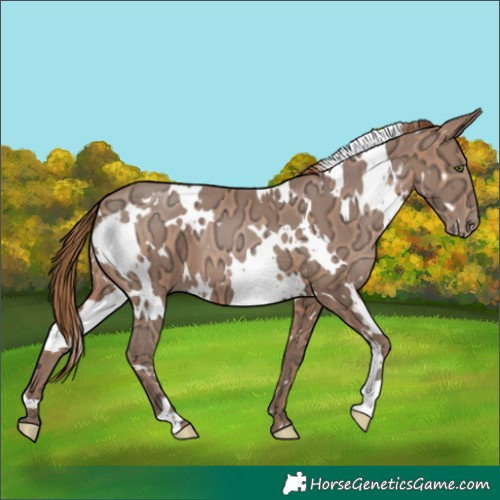 Horse Color:White Spotted Brown Ice Pearl 