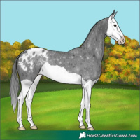 Horse Color:Black Ice Splash Appaloosa 