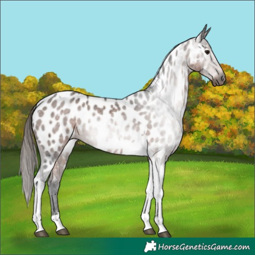 Horse Color:Gray Bay Ice Tobiano Appaloosa