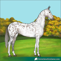 Horse Color:Gray Bay Ice Tobiano Appaloosa 