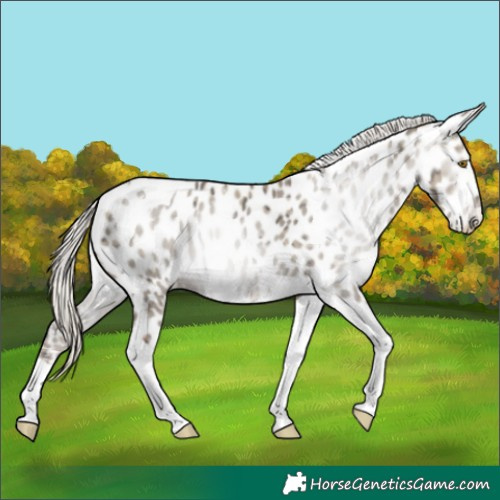 Horse Color:Gray Silver Grullo Ice Pearl Tobiano Leopard 