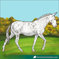 Horse Color:Gray Silver Grullo Ice Pearl Tobiano Leopard 