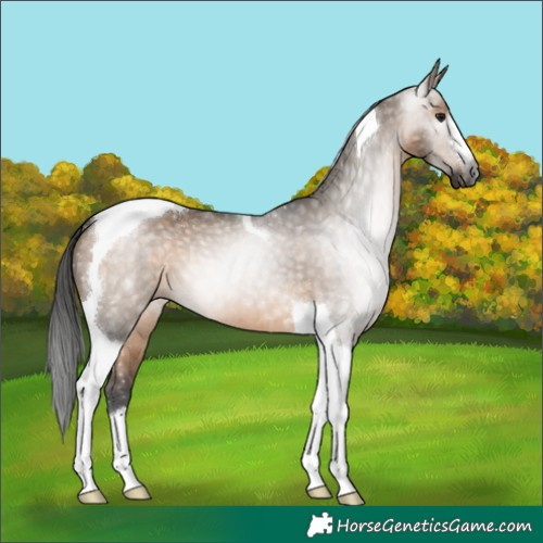 Horse Color:Gray Bay Dun Tobiano 