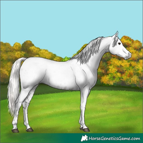 Horse Color:Gray Silver Grullo Ice Tobiano Appaloosa