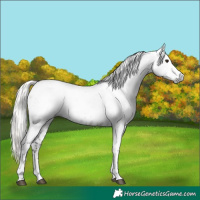 Horse Color:Gray Silver Grullo Ice Tobiano Appaloosa 
