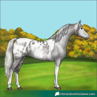 Horse Color:Gray Silver Black Ice Tobiano Appaloosa Rabicano 