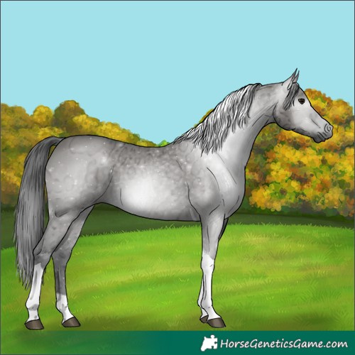 Horse Color:Gray Grullo Ice Tobiano 