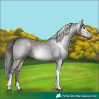 Horse Color:Gray Grullo Ice Tobiano 