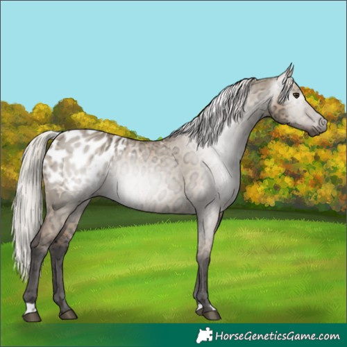 Horse Color:Gray Silver Bay Ice Dun Appaloosa 