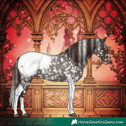 Horse Color:Liver Red Roan Tobiano Appaloosa 