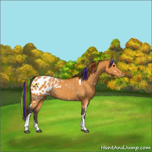 Horse Color:Painted White Spotted Buckskin Tobiano Appaloosa Rabicano 