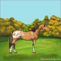 Horse Color:Painted White Spotted Buckskin Tobiano Appaloosa Rabicano 
