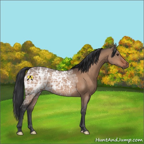 Horse Color:Brown Ice Dun