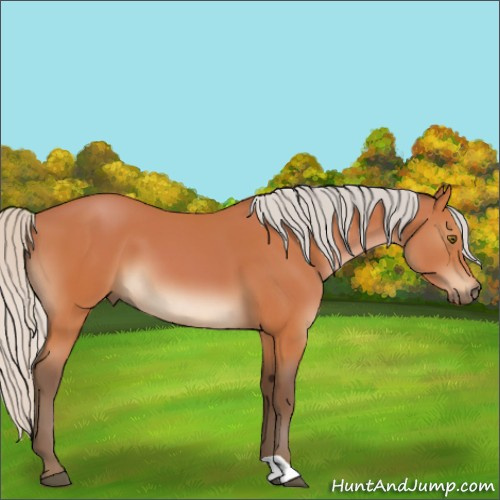 Horse Color:Silver Bay 