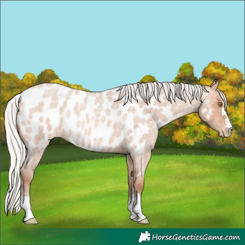 Horse Color:Silver Amber Champagne Roan Appaloosa