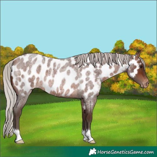 Horse Color:Silver Brown Roan Appaloosa 