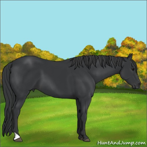 Horse Color:Black 