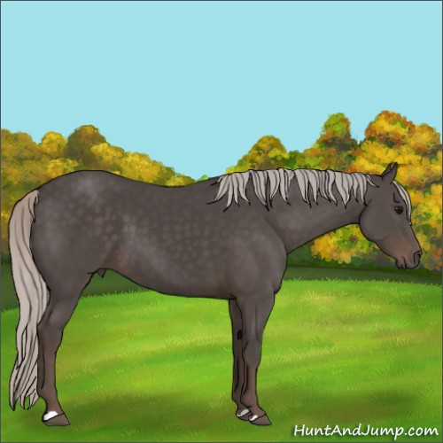 Horse Color:Silver Black 