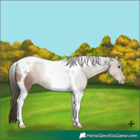 Horse Color:Classic Champagne Tobiano 