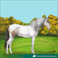 Horse Color:Classic Champagne Tobiano