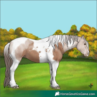 Horse Color:Classic Champagne Tobiano