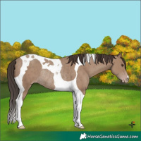 Horse Color:Classic Champagne Tobiano Rabicano