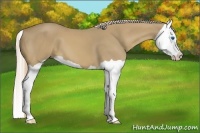 Horse Color:Palomino Splash 