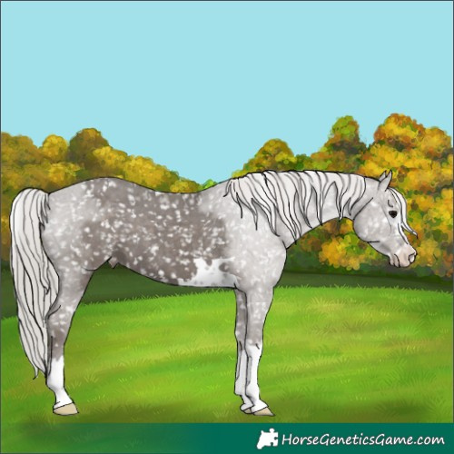 Horse Color:Silver Black Snowflake Varnish 