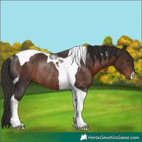 Horse Color:Liver Chestnut Tobiano Rabicano