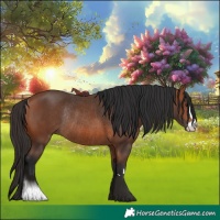 Horse Color:Bay Rabicano 