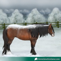 Horse Color:Bay Rabicano